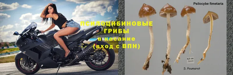 мега ссылка  Лабинск  Галлюциногенные грибы Psilocybine cubensis 